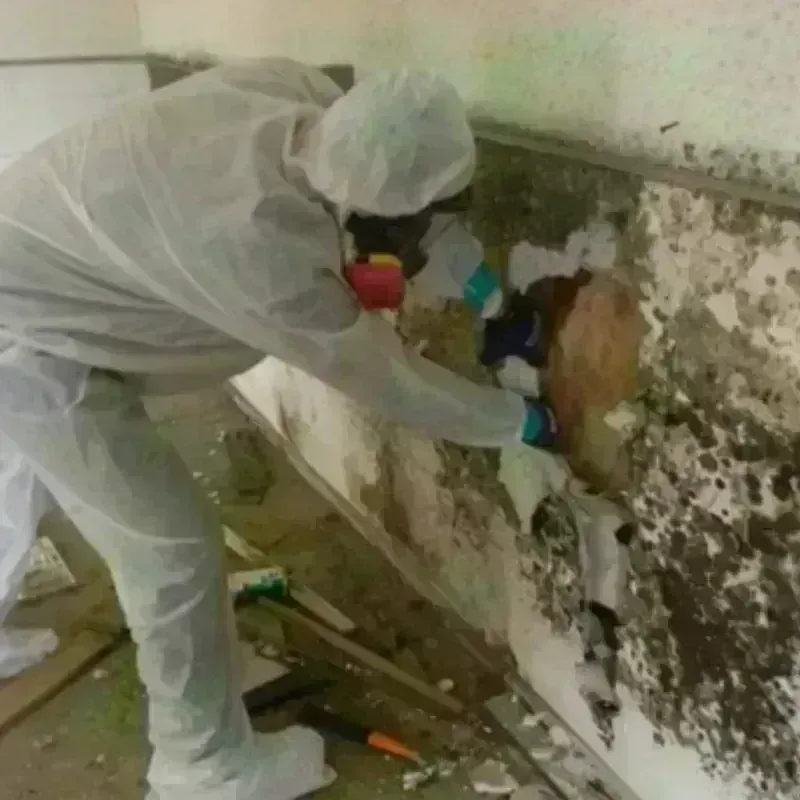 Mold Remediation and Removal in Rock County, NE